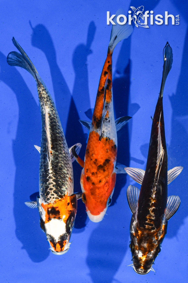 Pack of (3) 5-6" Standard Koi