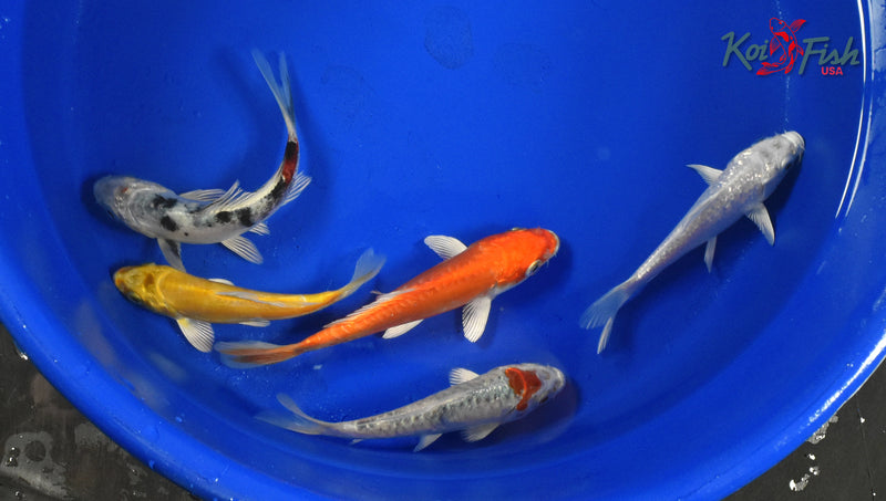 KOI PACK