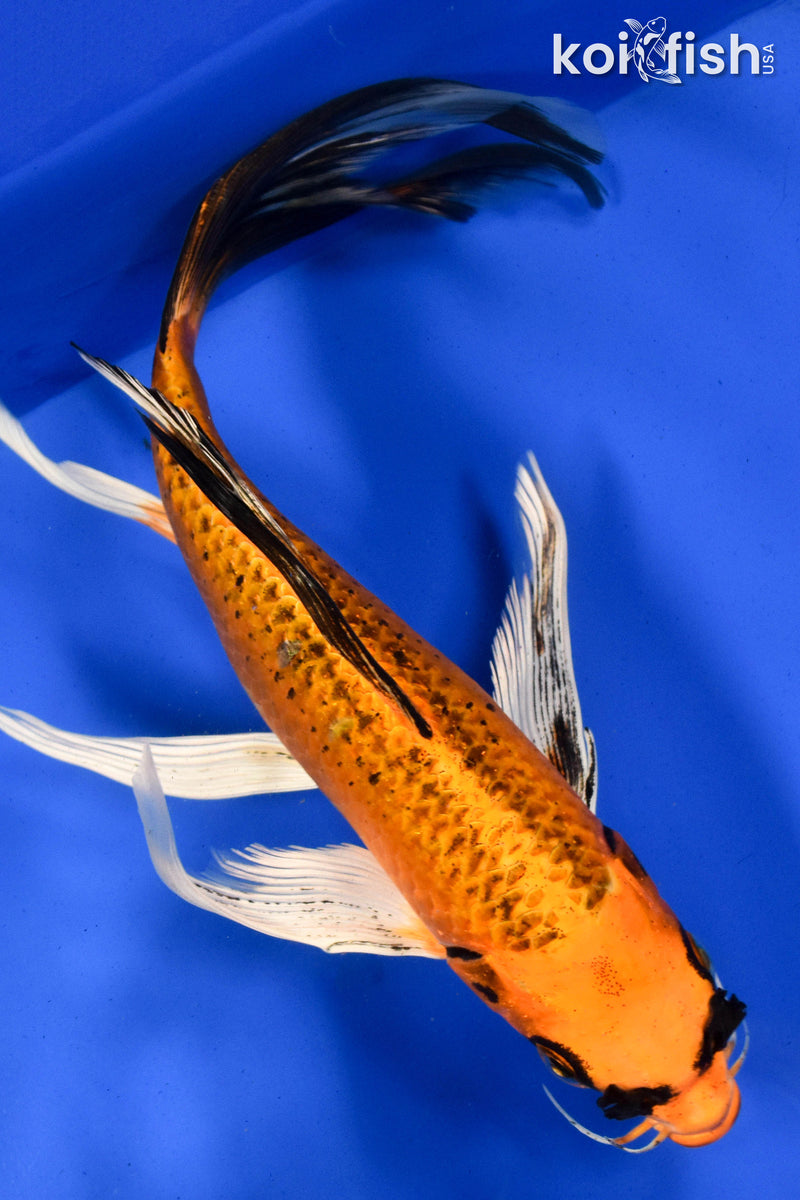 9" ORENJI MATSUBA BUTTERFLY