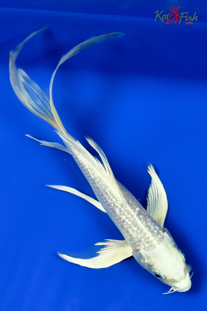 9" GINRIN PLATINUM OGON BUTTERFLY