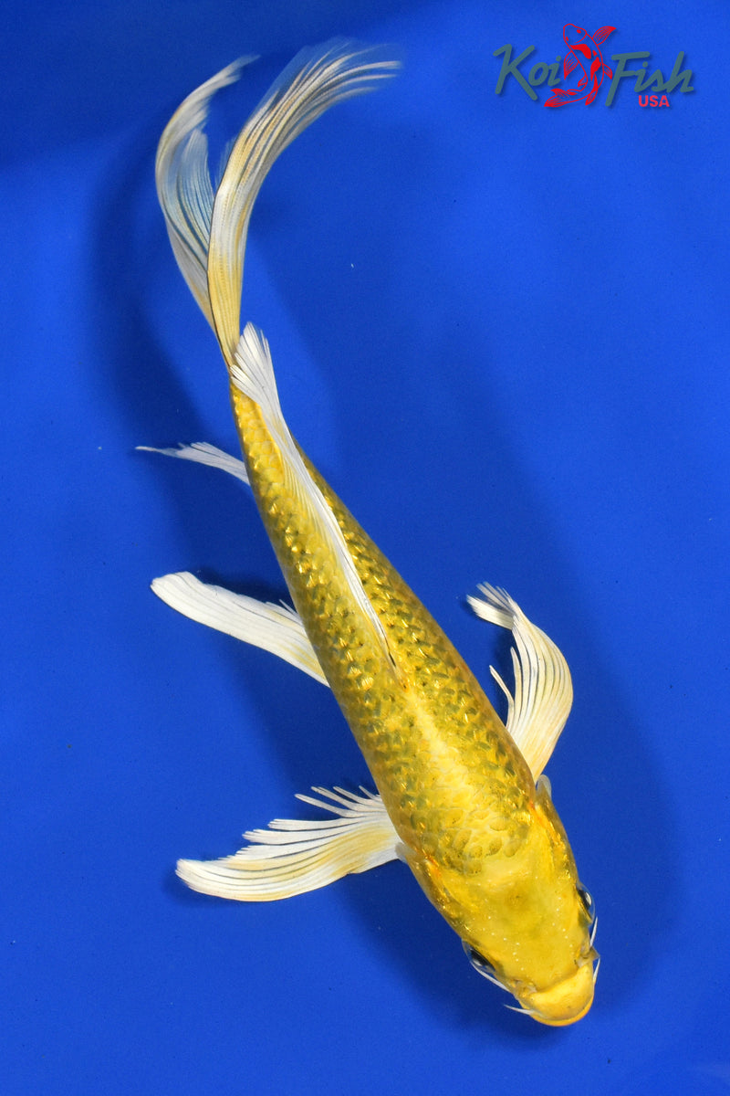 9.5" GINRIN YAMABUKI OGON BUTTERFLY