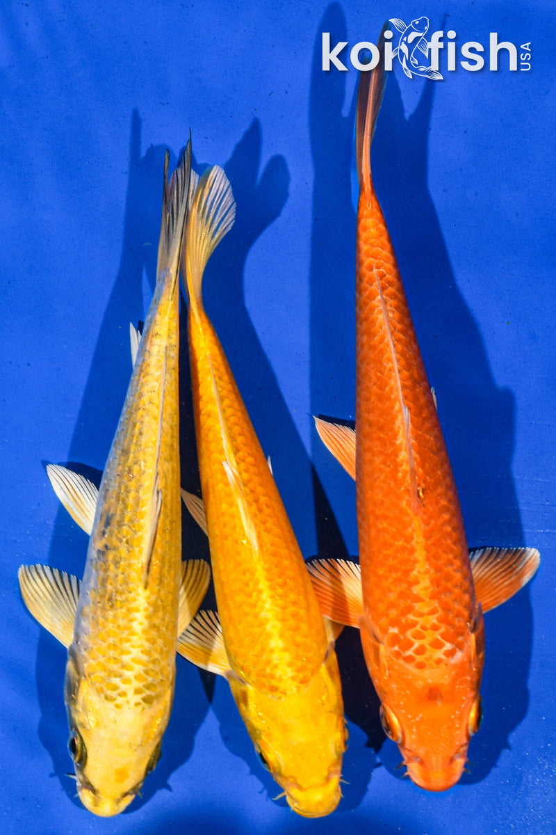 Pack Of (3) 6-7" Standard Koi