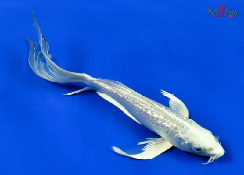 9" GINRIN PLATINUM OGON BUTTERFLY