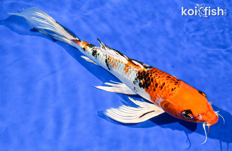 9" YAMATO NISHIKI BUTTERFLY