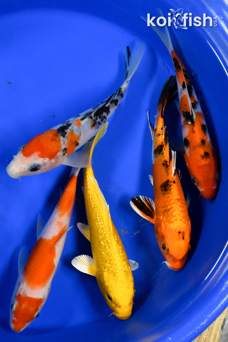 EXACT FISH - LOT OF (5) ASSORTED 5-6" STANDARD KOI