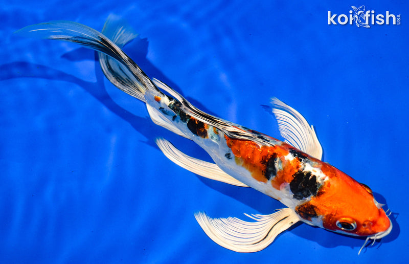 9" HEISEI NISHIKI BUTTERFLY