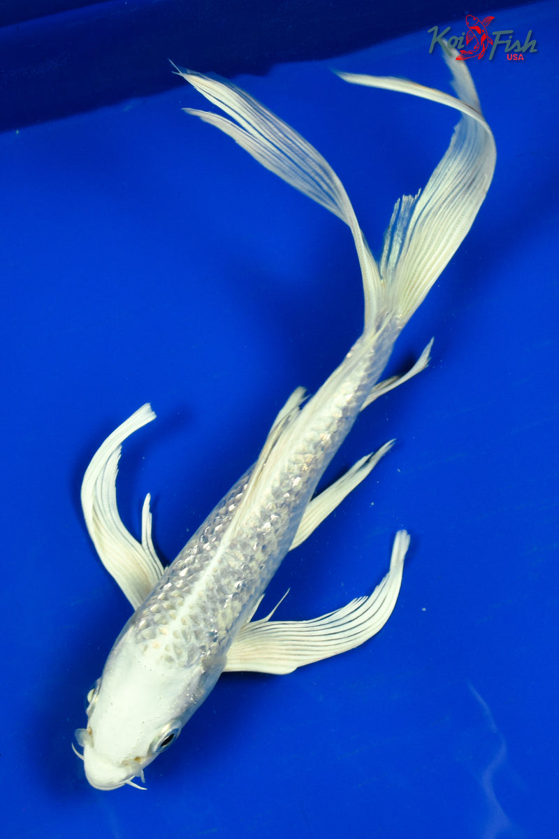 9" GINRIN PLATINUM OGON BUTTERFLY