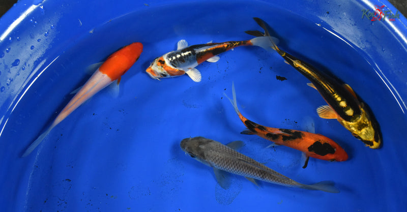 KOI PACK