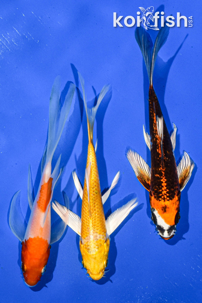 PACK OF (3) 5" BUTTERFLY KOI