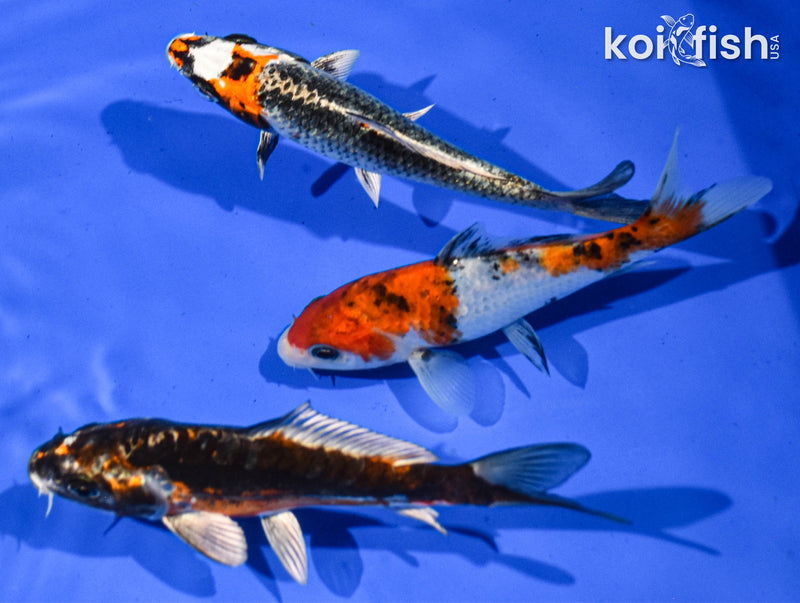 Pack of (3) 5-6" Standard Koi