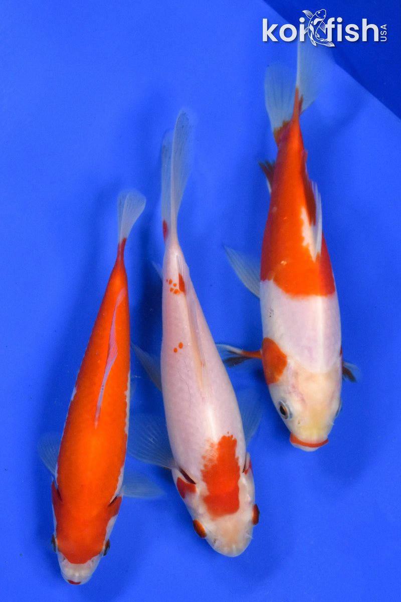 EXACT FISH - LOT OF (3) 4-6" SARASA GOLDFISH