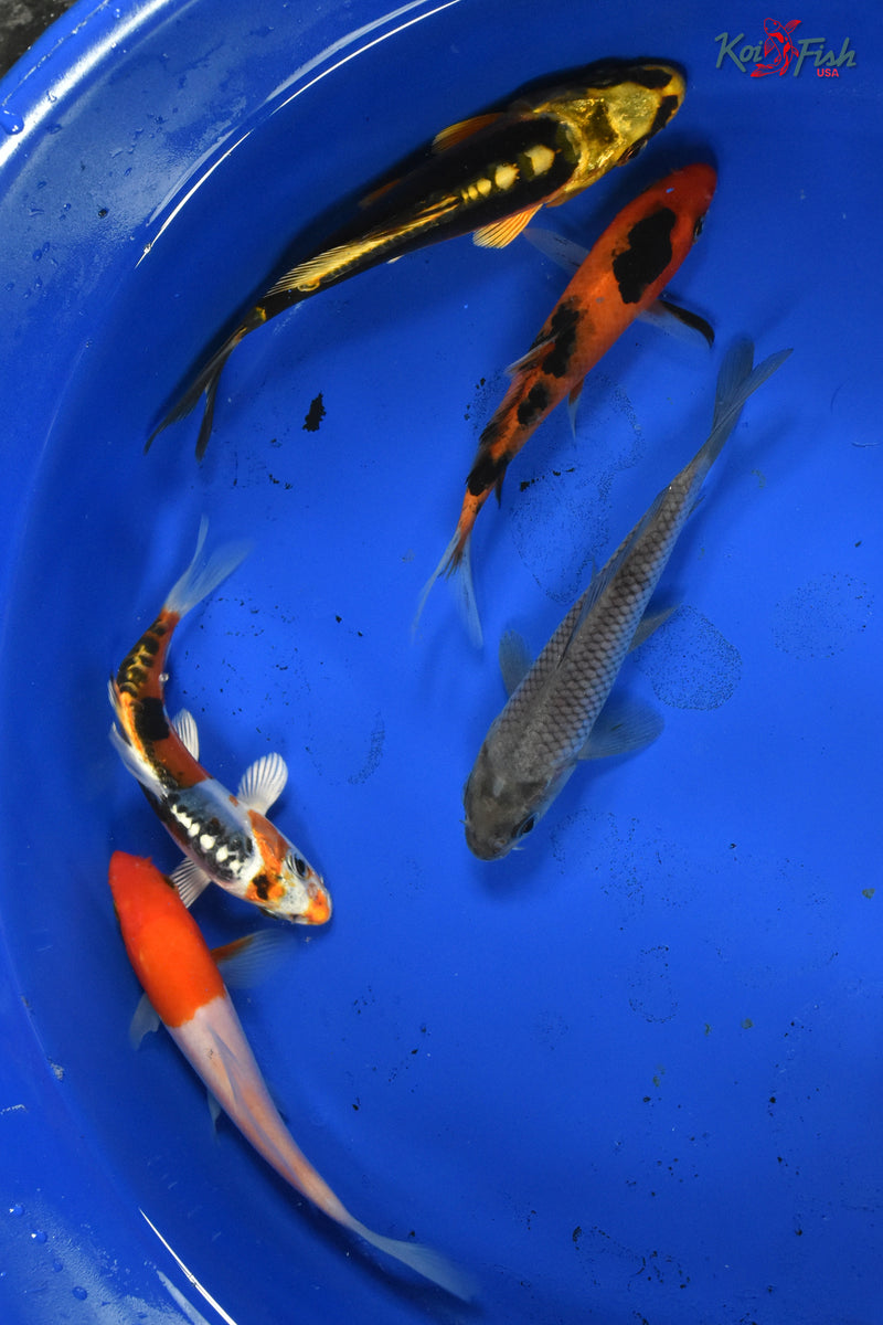 KOI PACK