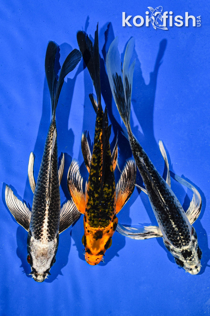 (3) 6-7" BUTTERFLY KOI