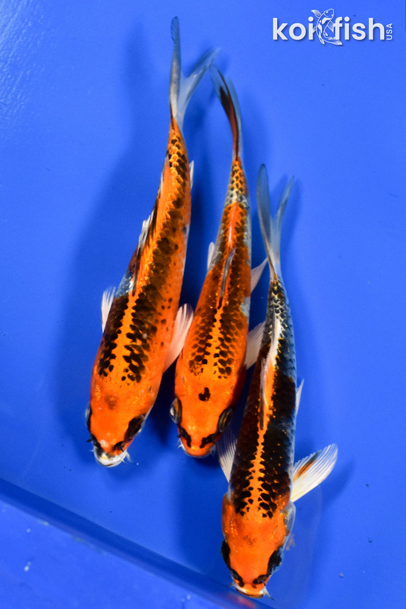 EXACT FISH - LOT OF (3) 5-6" STANDARD KOI