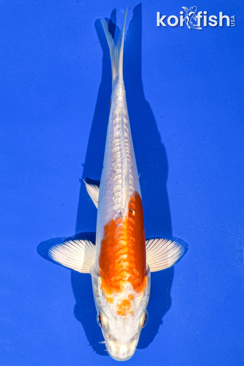 7.5" KIKUSUI