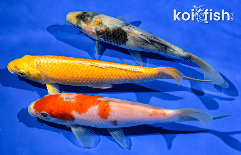 PACK OF (3) 6-7" STANDARD KOI