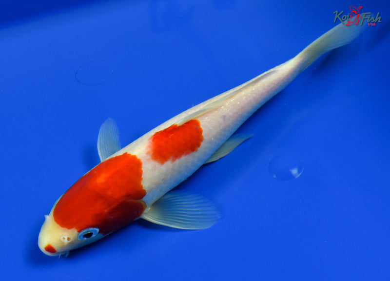 9" KOHAKU