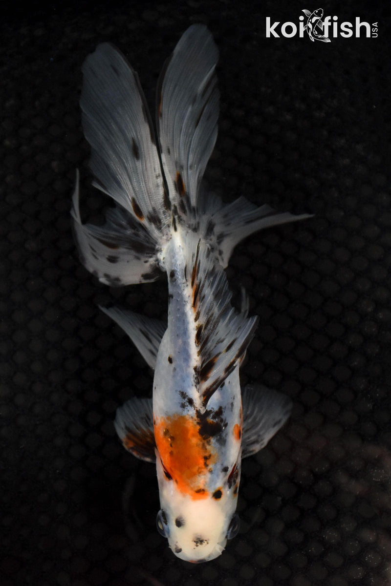 6" CALICO FANTAIL GOLDFISH