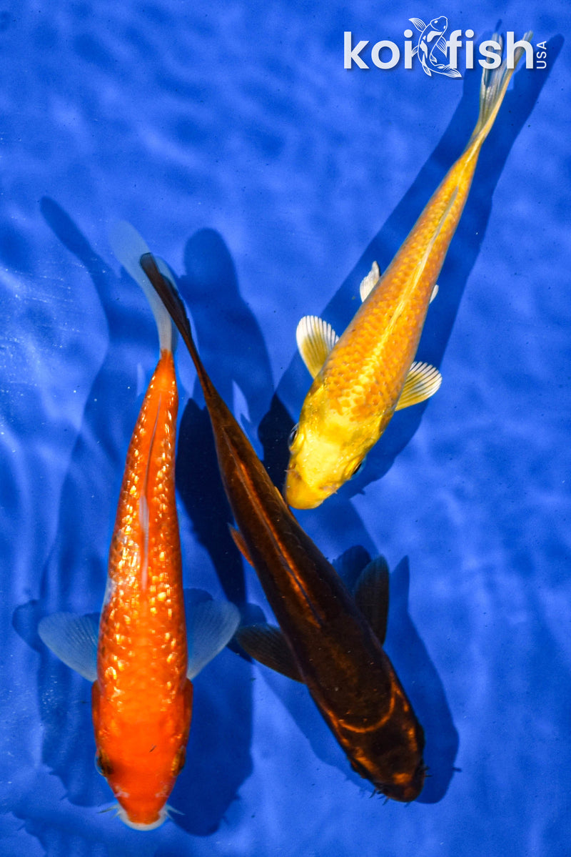 PACK OF (3) 5-6" STANDARD KOI