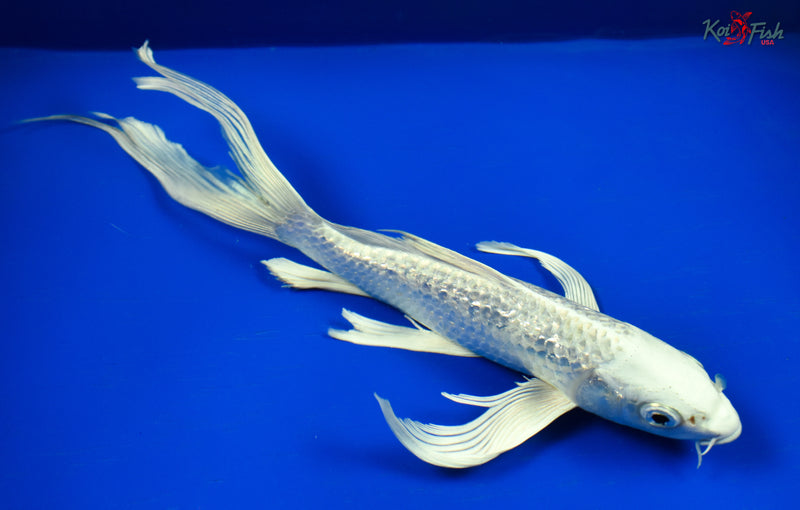 9" GINRIN PLATINUM OGON BUTTERFLY