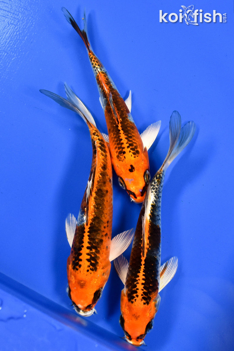 EXACT FISH - LOT OF (3) 5-6" STANDARD KOI