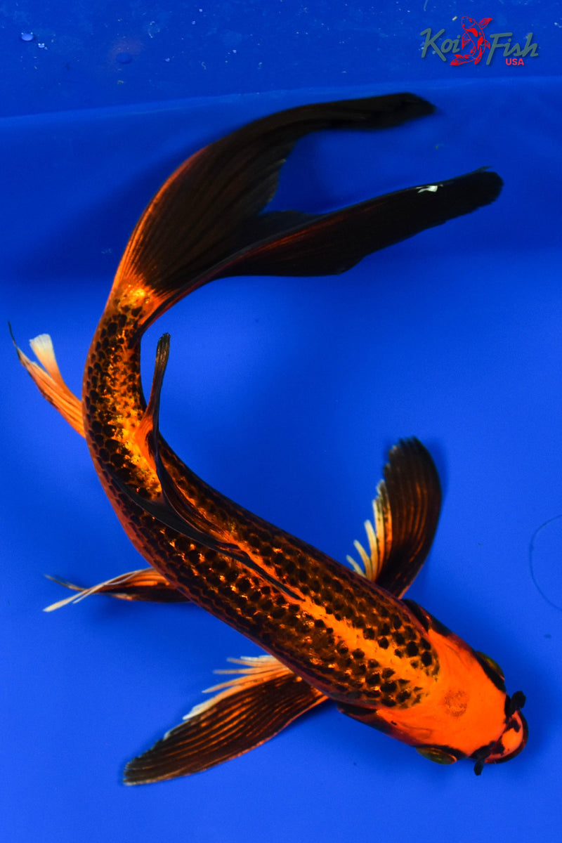 9.5" ORENJI MATSUBA BUTTERFLY