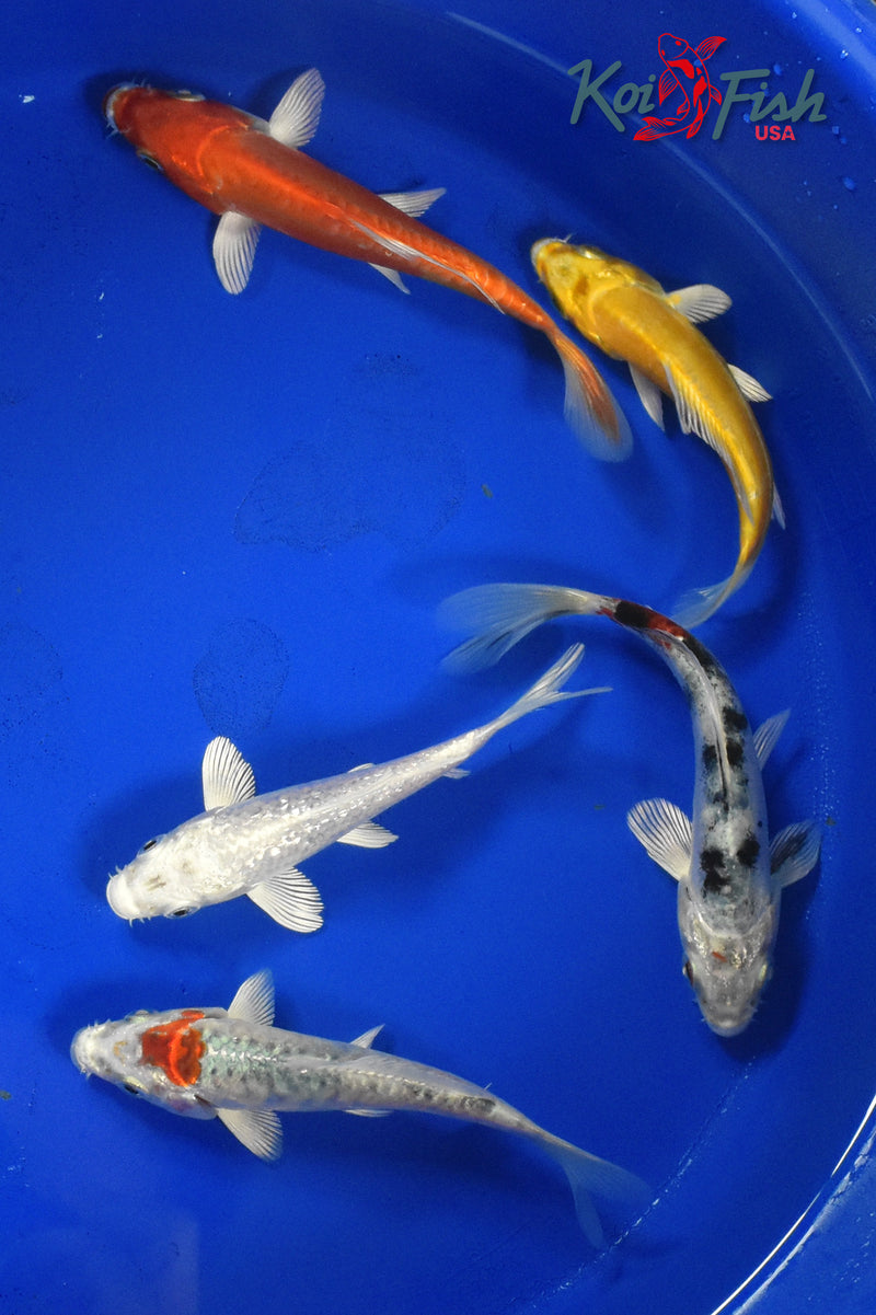 KOI PACK