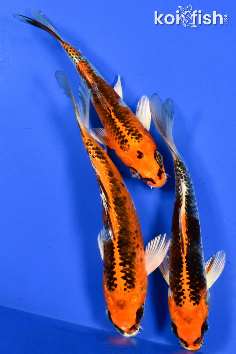 EXACT FISH - LOT OF (3) 5-6" STANDARD KOI