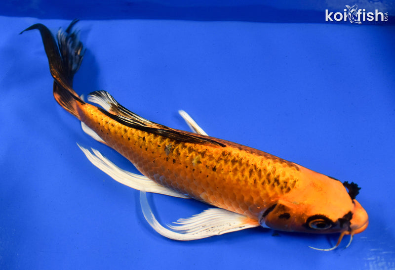 9" ORENJI MATSUBA BUTTERFLY