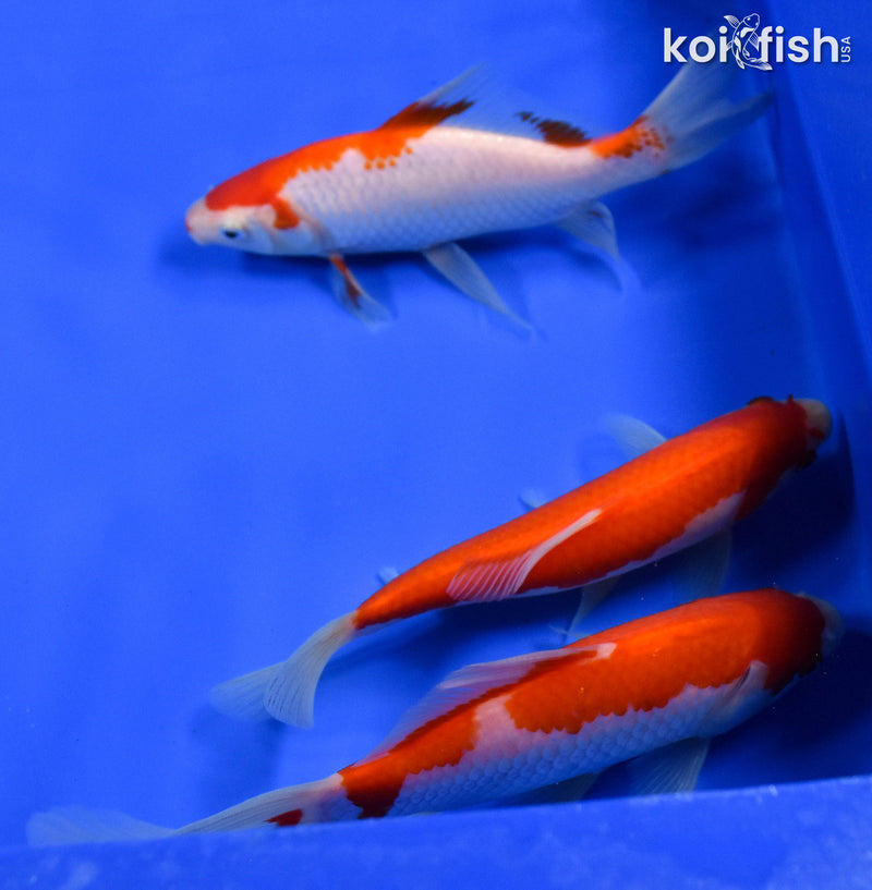 Exact Fish - Lot of (3) 4-6" Sarasa Comet Goldfish