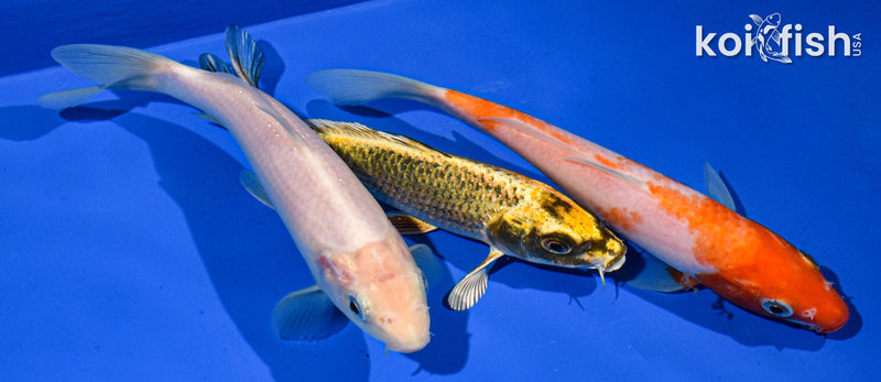 Pack of (3) 6-7" Standard Koi