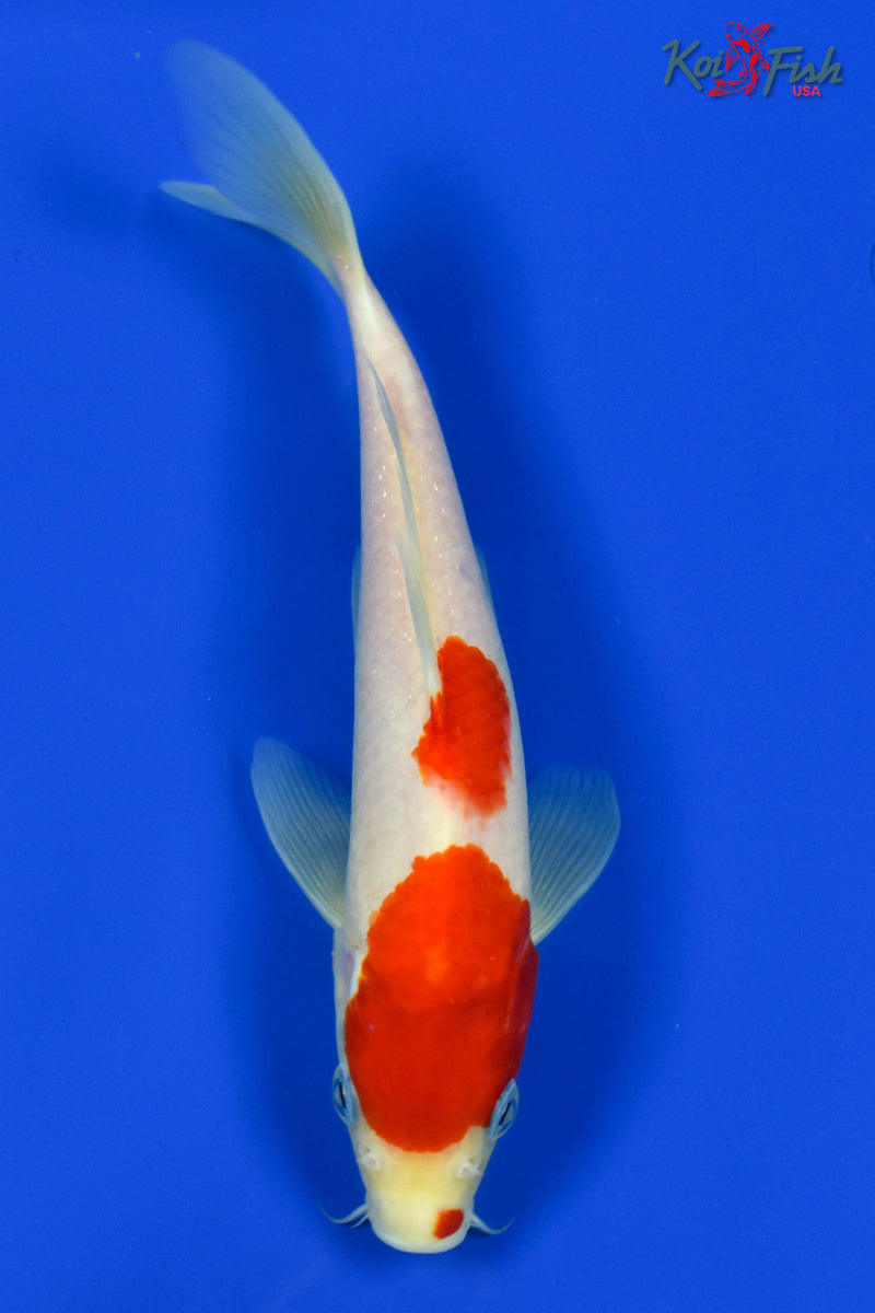 9" KOHAKU