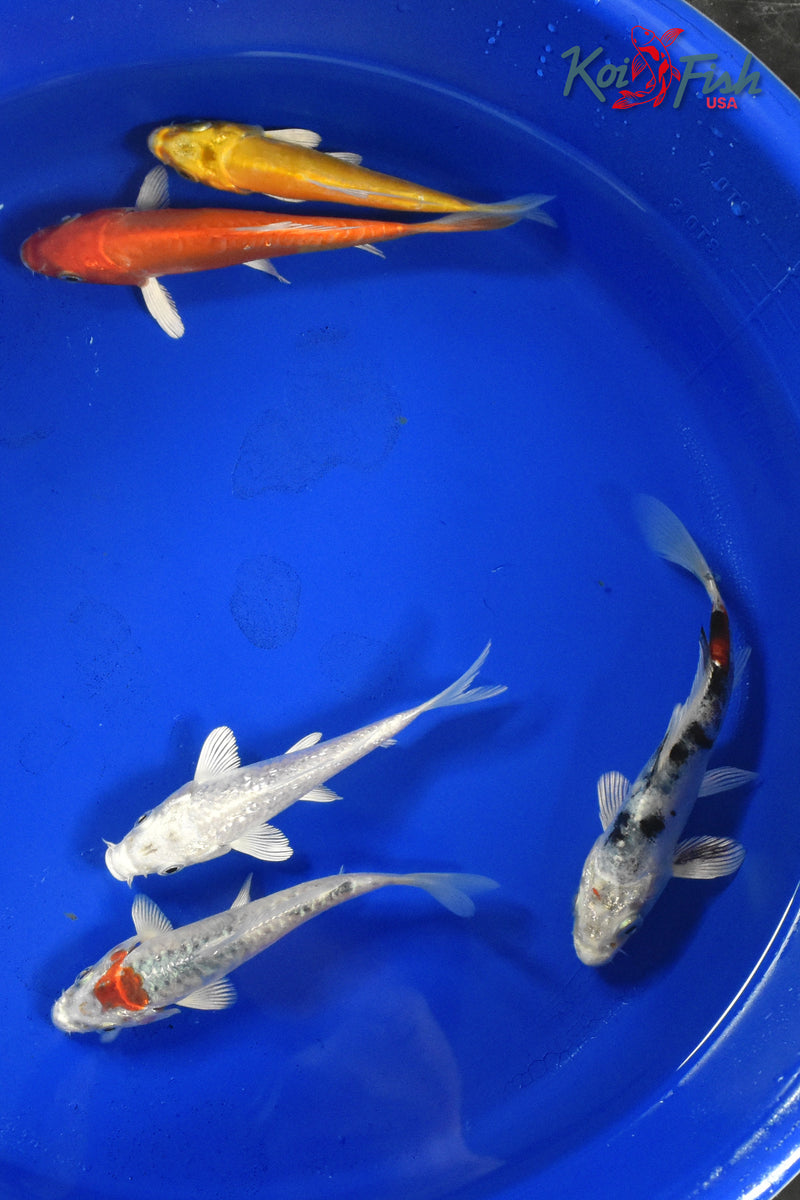 KOI PACK