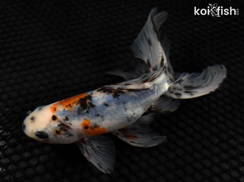 6" CALICO FANTAIL GOLDFISH