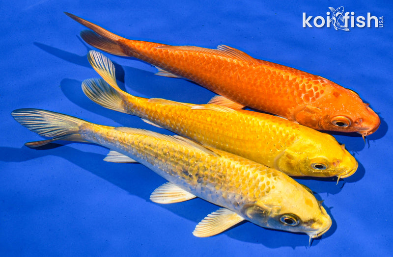 Pack Of (3) 6-7" Standard Koi