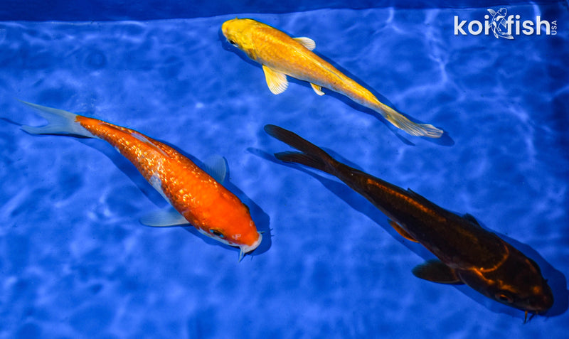 PACK OF (3) 5-6" STANDARD KOI