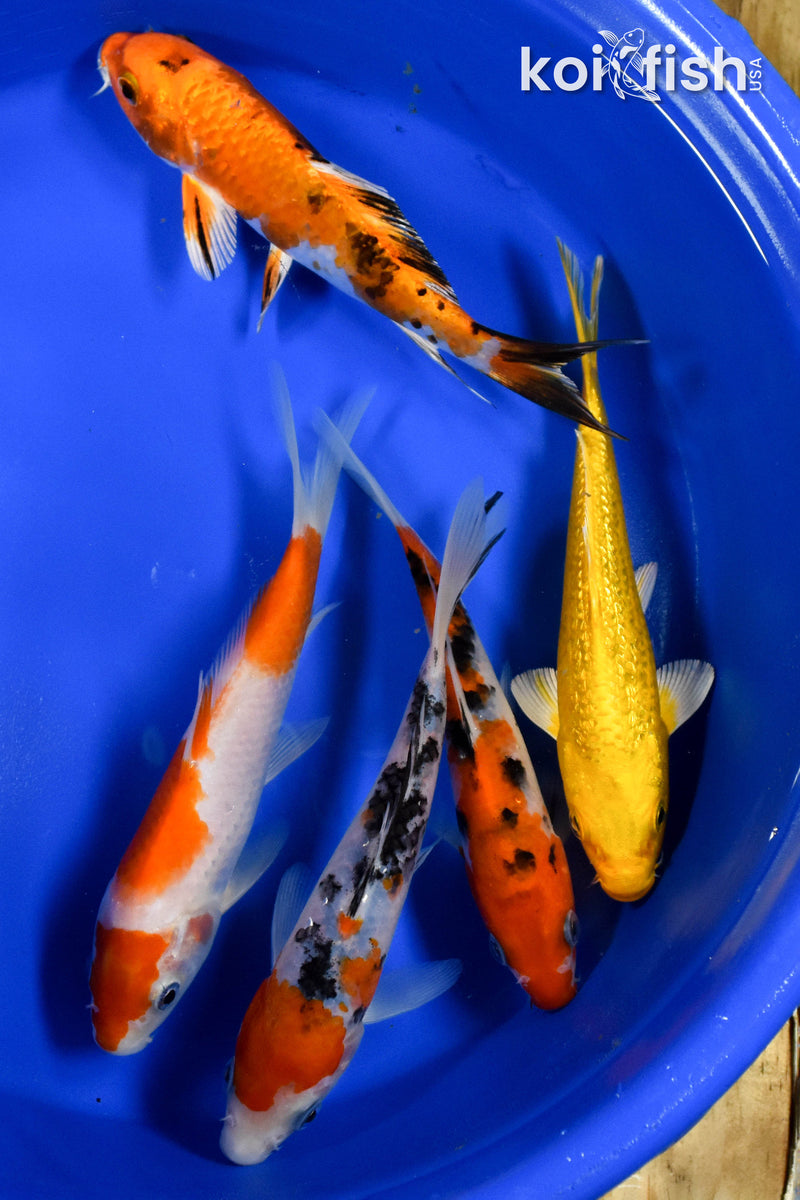 EXACT FISH - LOT OF (5) ASSORTED 5-6" STANDARD KOI