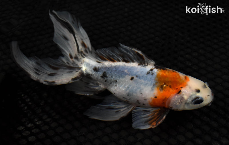 6" CALICO FANTAIL GOLDFISH