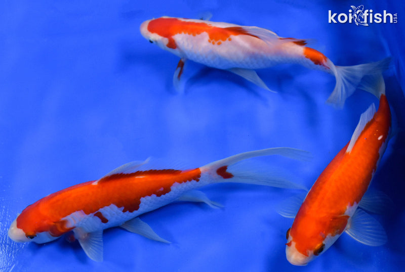 Exact Fish - Lot of (3) 4-6" Sarasa Comet Goldfish