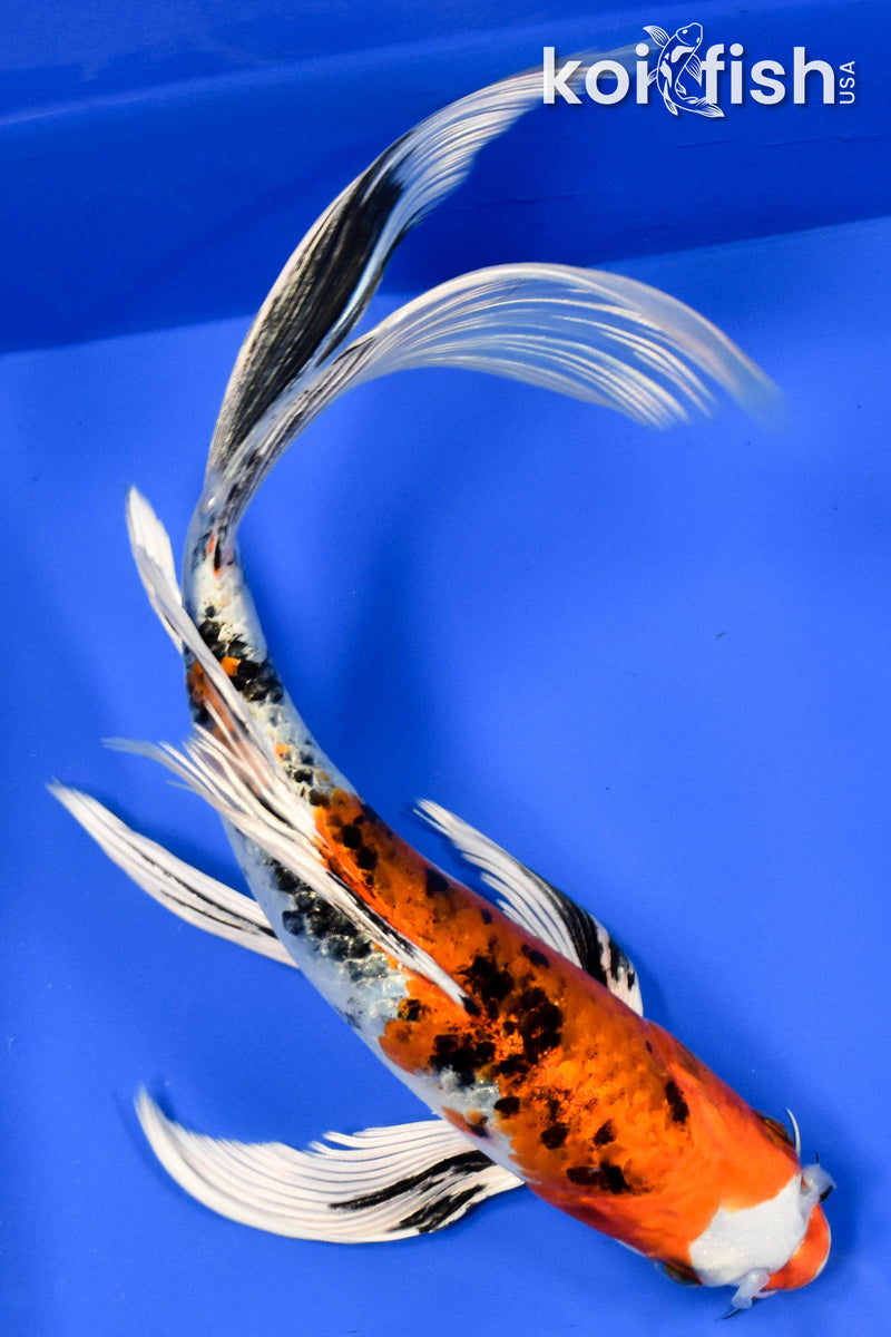 9.5" YAMATO NISHIKI BUTTERFLY