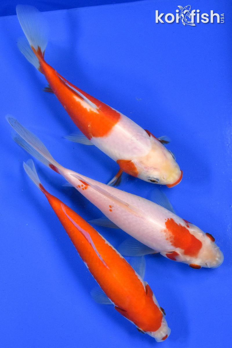 EXACT FISH - LOT OF (3) 4-6" SARASA GOLDFISH