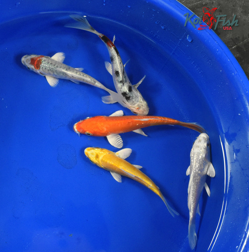 KOI PACK