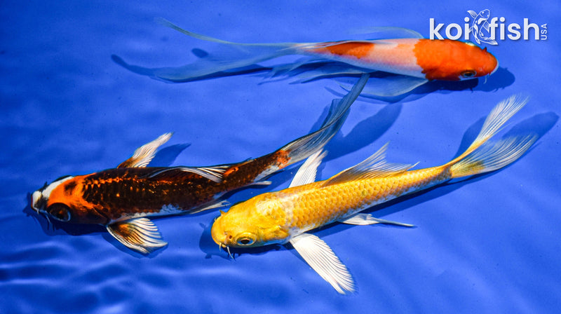 PACK OF (3) 5" BUTTERFLY KOI