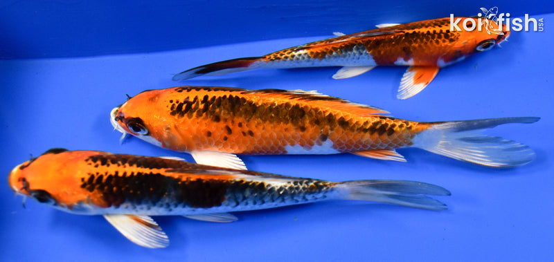 EXACT FISH - LOT OF (3) 5-6" STANDARD KOI