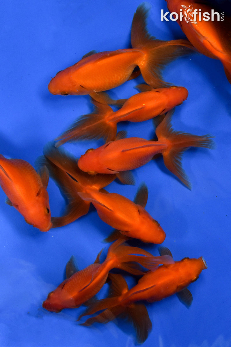 (ONE) 4-5" RED FANTAIL GOLDFISH