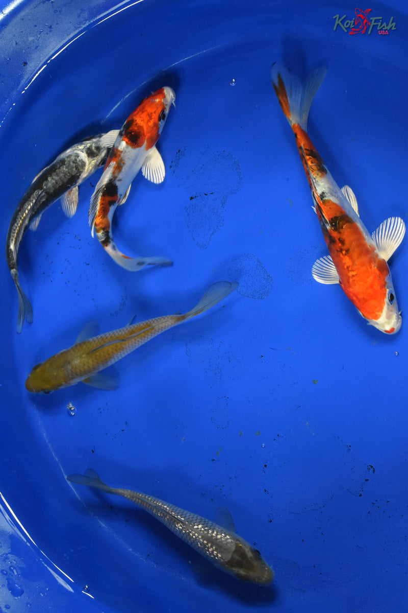 KOI PACK