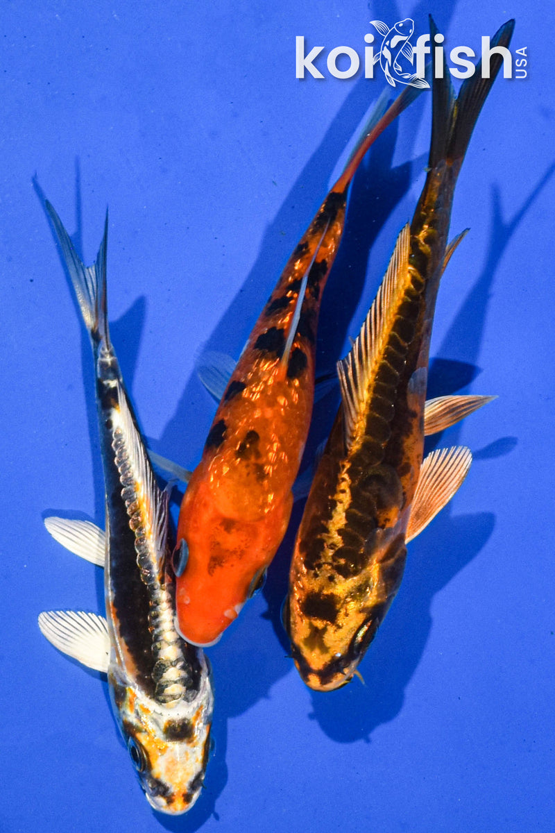 Pack of (3) 5-6" Standard Koi