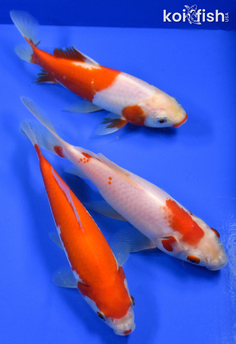 EXACT FISH - LOT OF (3) 4-6" SARASA GOLDFISH