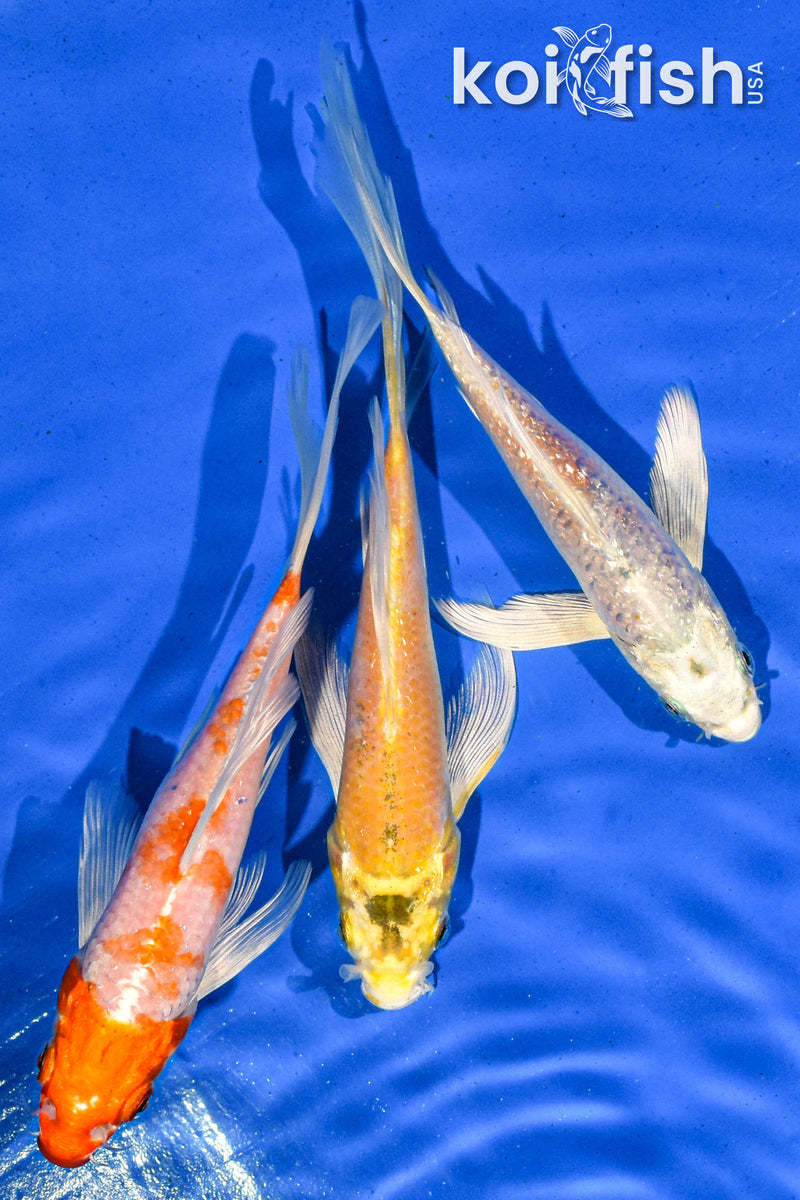 PACK OF (3) 5-6" BUTTERFLY KOI