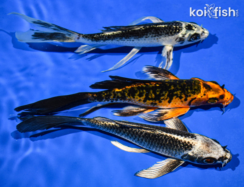 (3) 6-7" BUTTERFLY KOI